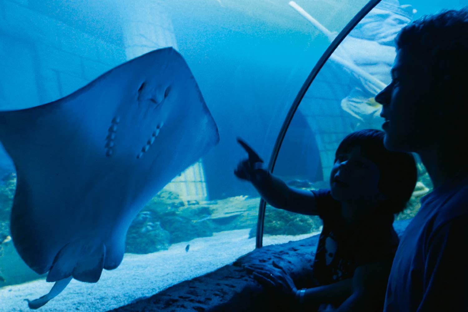  Duas crianças a observar uma raia no aquário do Sealife 