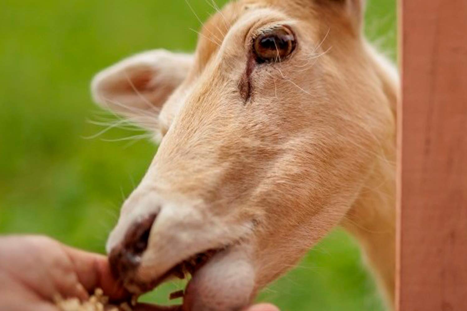Imagem de uma cabra a comer na mão de uma pessoa.