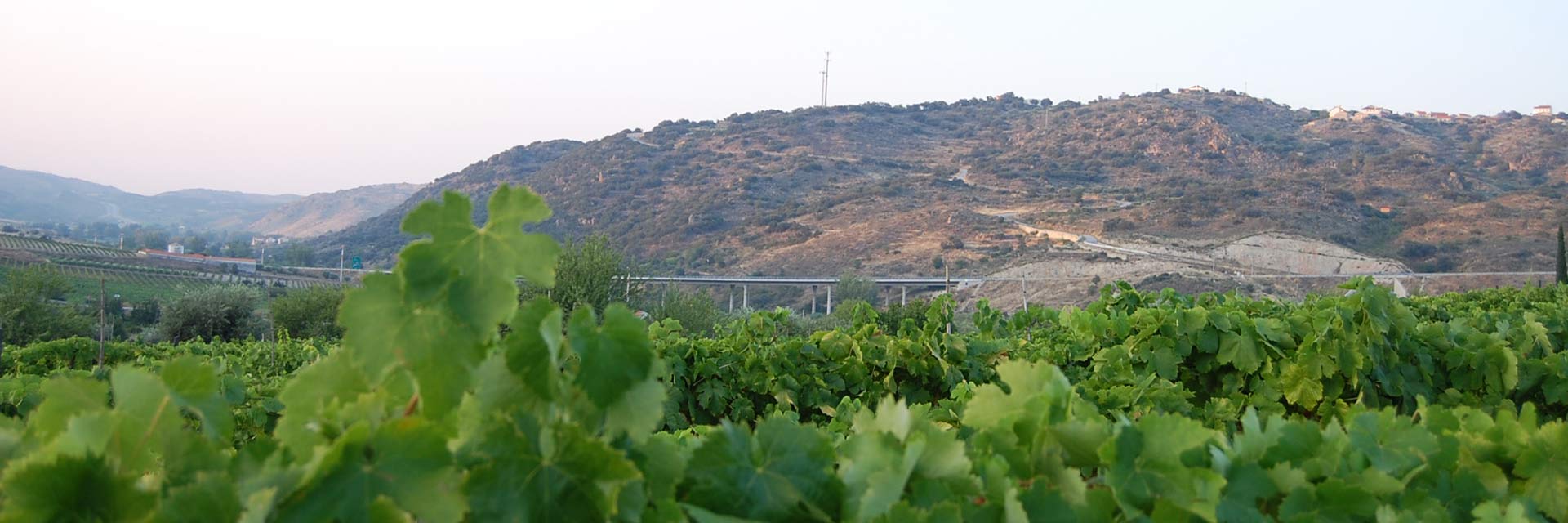 Landscape with barren hills, vineyard leaves in the foreground and an overpass in the background.