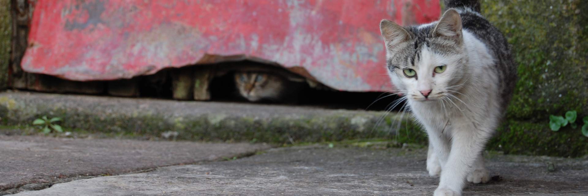 Cats next to a dilapidated door