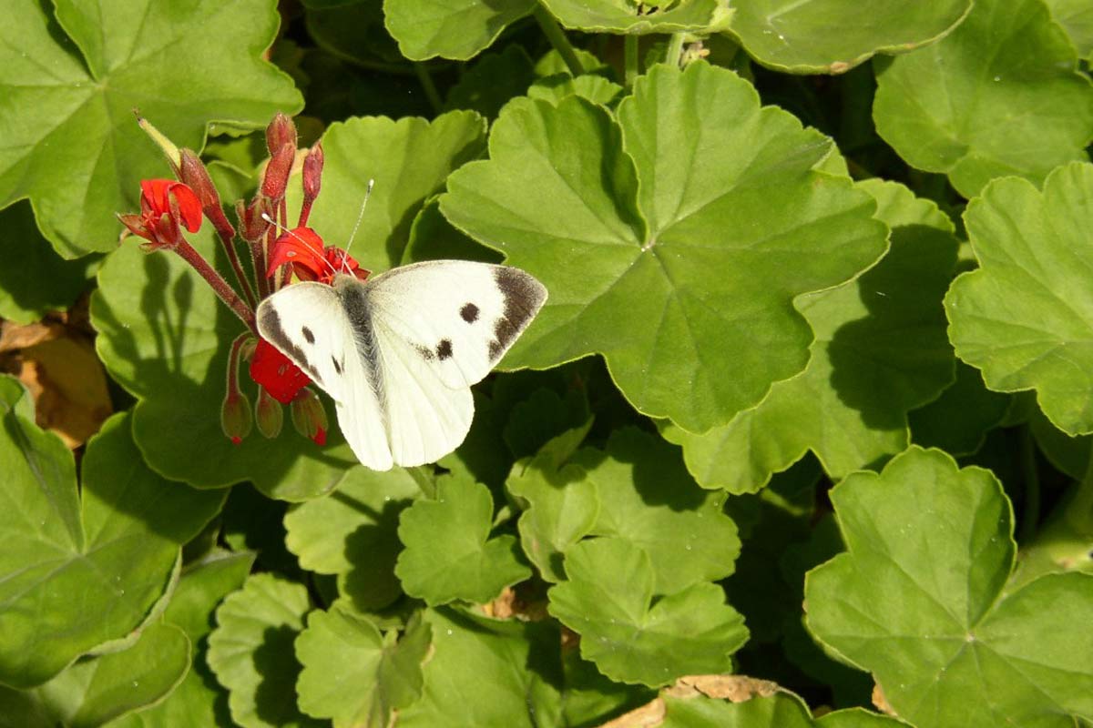 Uma borboleta branca pousada numa flor vermelha, entre folhas de gerânios.