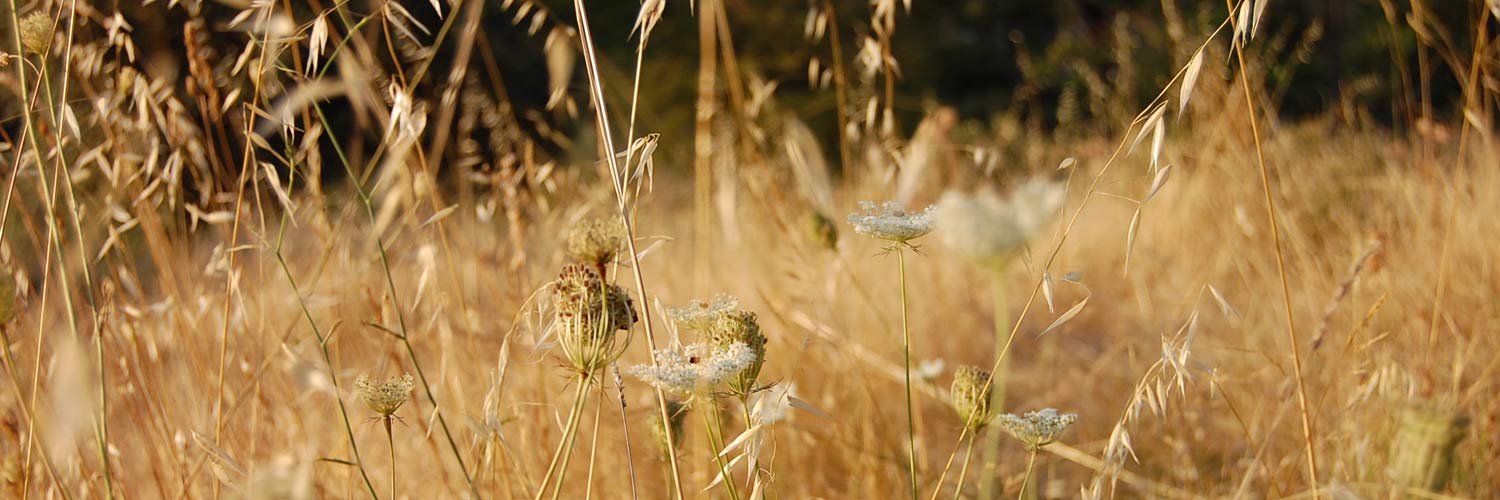 Wild, dry vegetation in shades of gold.