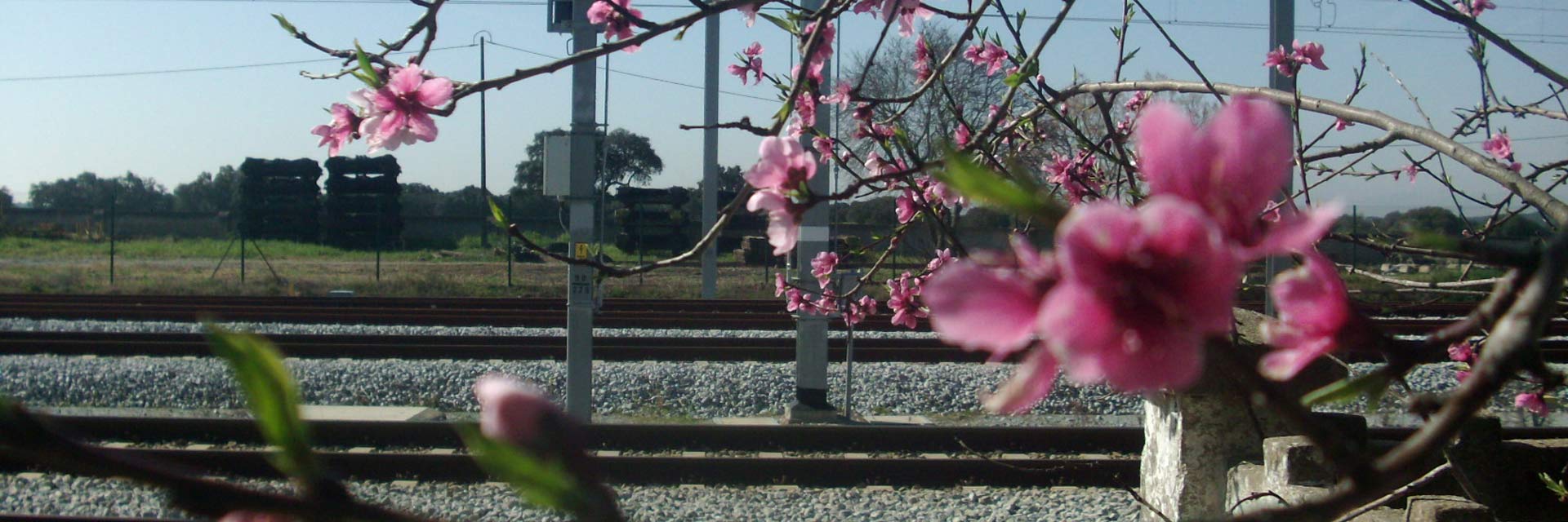 Detalhe de galhos de um pessegueiro com flores em tons de rosa, junto às linhas de comboio.