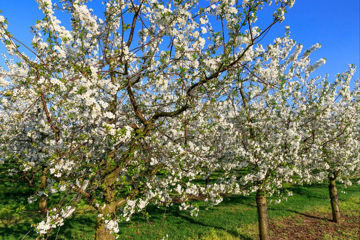 Árvores com cerejeiras em flor