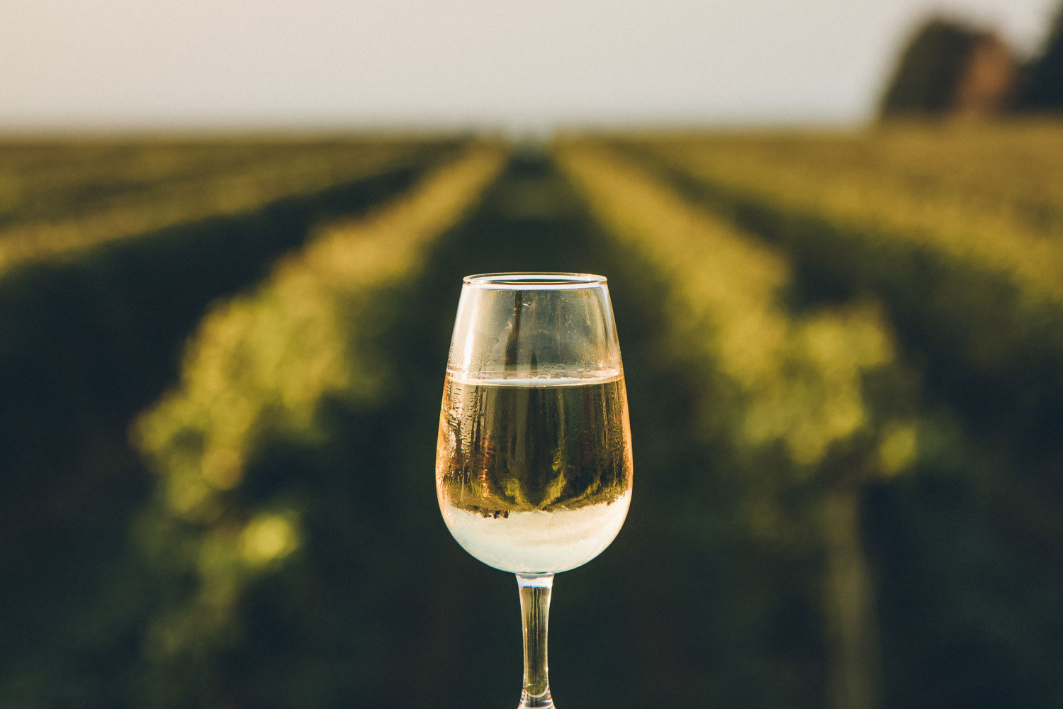 Copo de vinho branco com vinhas ao fundo, desfocado