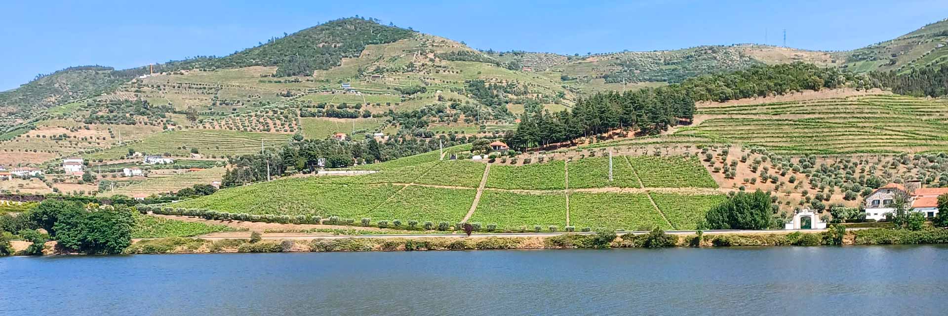 View from the opposite bank of the railway, with vineyards in shades of green and a few houses.