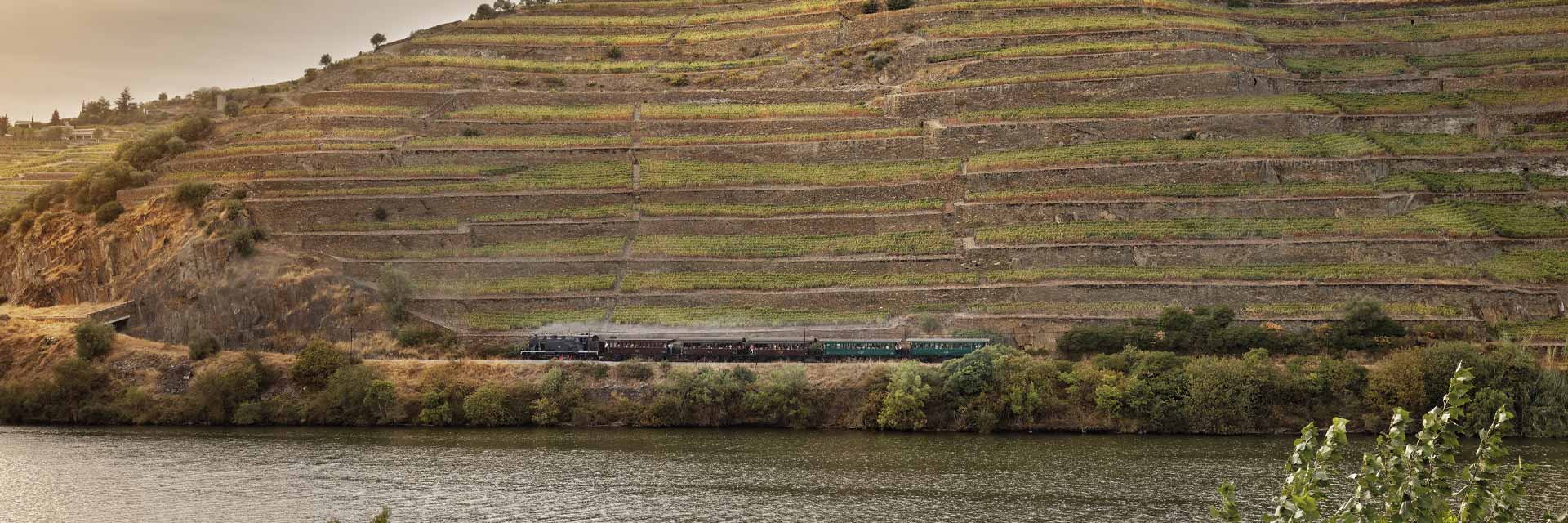 The Douro Historical Train with a steam locomotive running alongside the river, seen from the other bank, with the terraced vineyards above.