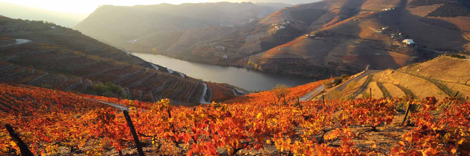 Aerial view of a vineyard in shades of autumnal orange illuminated by the sun.