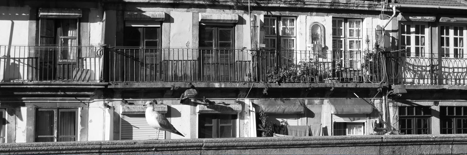 Urban image, with old windows and balconies in the city of Porto and a wall where a seagull is seen.