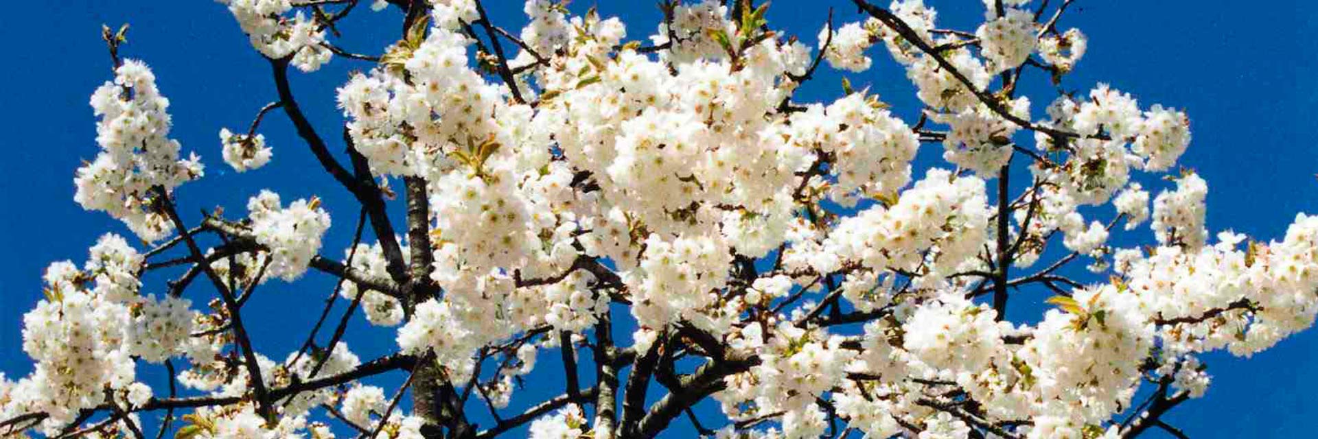 Bouquets of white almond blossoms.