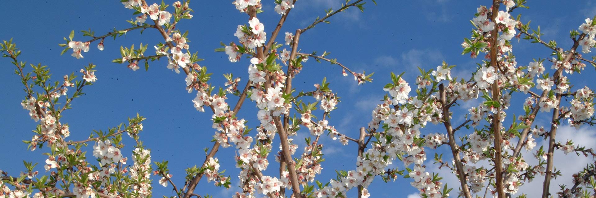Bouquets of white and light pink almond blossoms