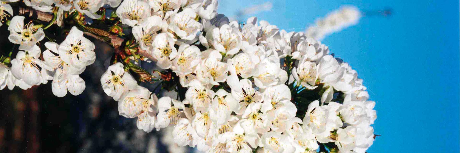 Bouquet of white almond blossoms
