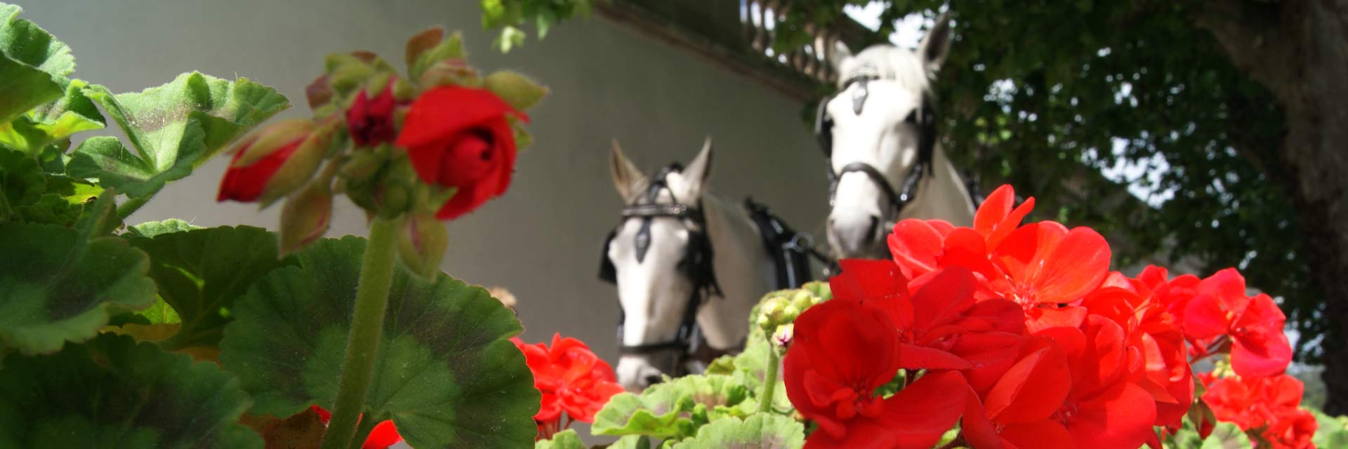 Dois cavalos brancos entre flores vermelhas